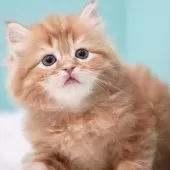 サイベリアン【東京都・女の子・2024年11月29日・レッドタビー&ホワイト】の写真10