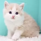 サイベリアン【東京都・男の子・2025年11月14日・クリーム&ホワイト】の写真11