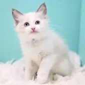 ラグドール【東京都・女の子・2025年9月26日・ブルーポイントバイカラー】の写真11