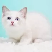 ラグドール【東京都・男の子・2025年9月22日・ブルーポイントバイカラー】の写真11