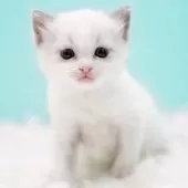 ラグドール【東京都・男の子・2025年10月4日・ブルーポイントバイカラー】の写真11