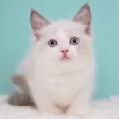 ラグドール【東京都・男の子・2025年6月5日・ブルーポイントバイカラー】の写真12