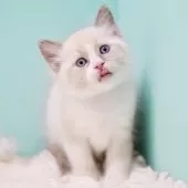 ラグドール【東京都・男の子・2025年10月4日・ブルーポイントバイカラー】の写真11