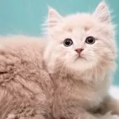 サイベリアン【東京都・男の子・2024年11月29日・クリームタビー】の写真12