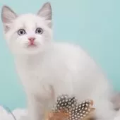 ラグドール【東京都・男の子・2025年9月8日・ブルーポイントバイカラー】の写真12