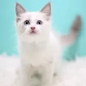 ラグドール【東京都・男の子・2025年9月26日・ブルーポイントバイカラー】の写真12