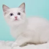 ラグドール【東京都・男の子・2025年9月22日・ブルーポイントバイカラー】の写真12