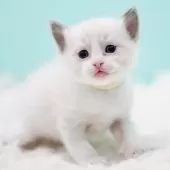 ラグドール【東京都・男の子・2025年10月7日・ブルーポイントバイカラー】の写真12