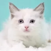 ラグドール【東京都・女の子・2025年9月26日・ブルーポイントバイカラー】の写真12