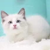 ラグドール【東京都・男の子・2025年9月26日・ブルーポイントバイカラー】の写真13