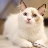 ラグドール【東京都・男の子・2025年2月15日・シールポイントバイカラー】の写真4