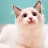 ラグドール【東京都・男の子・2024年12月16日・ブルーポイントバイカラー】の写真13