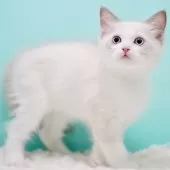 ラグドール【東京都・男の子・2025年9月22日・ブルーポイントバイカラー】の写真13