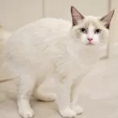 ラグドール【東京都・男の子・2025年6月5日・ブルーポイントバイカラー】の写真13