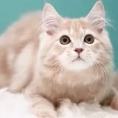 サイベリアン【東京都・男の子・2024年11月29日・クリームタビー】の写真13