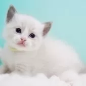 ラグドール【東京都・男の子・2025年10月7日・ブルーポイントバイカラー】の写真13