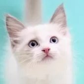 ラグドール【東京都・男の子・2025年9月26日・ブルーポイントバイカラー】の写真13