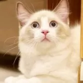 ラグドール【東京都・男の子・2025年6月10日・ブルーポイントバイカラー】の写真14