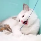 ラグドール【東京都・女の子・2025年9月26日・ブルーポイントバイカラー】の写真14