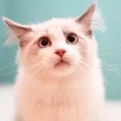 ラグドール【東京都・男の子・2024年12月16日・ブルーポイントバイカラー】の写真14