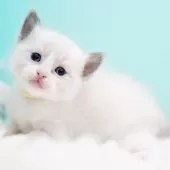 ラグドール【東京都・男の子・2025年10月7日・ブルーポイントバイカラー】の写真14