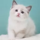 ラグドール【東京都・男の子・2025年8月3日・ブルーポイントバイカラー】の写真15