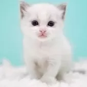 ラグドール【東京都・男の子・2025年10月4日・ブルーポイントバイカラー】の写真15