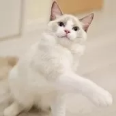 ラグドール【東京都・男の子・2025年6月5日・ブルーポイントバイカラー】の写真15