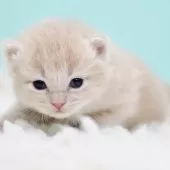 サイベリアン【東京都・男の子・2025年10月18日・クリームタビー&ホワイト】の写真15