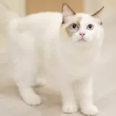 ラグドール【東京都・女の子・2025年3月31日・シールトーティーシェルポイントバイカラー】の写真15