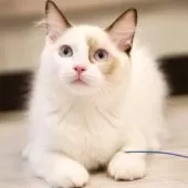 ラグドール【東京都・男の子・2025年2月15日・シールポイントバイカラー】の写真15