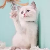 ラグドール【東京都・男の子・2025年10月4日・ブルーポイントバイカラー】の写真15