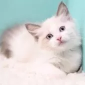 ラグドール【東京都・女の子・2025年9月26日・ブルーポイントバイカラー】の写真15