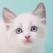 ラグドール【東京都・男の子・2025年9月8日・ブルーポイントバイカラー】の写真15