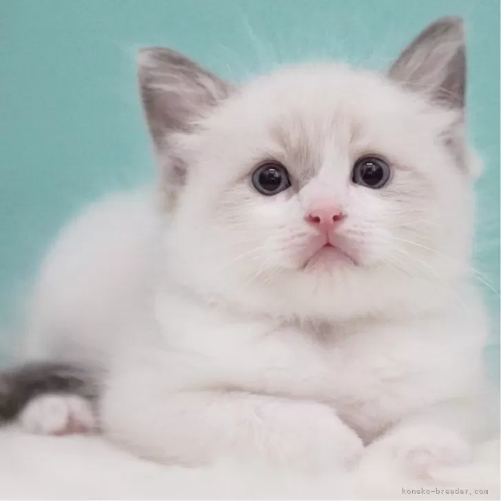 ID：2508-01627の子猫