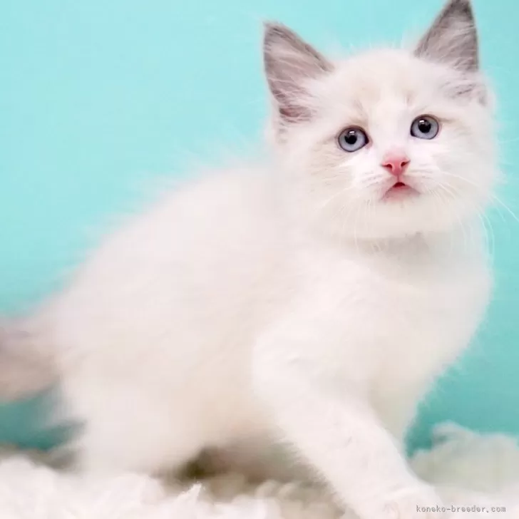 ラグドール【東京都・男の子・2025年10月7日・ブルーポイントバイカラー】の写真1