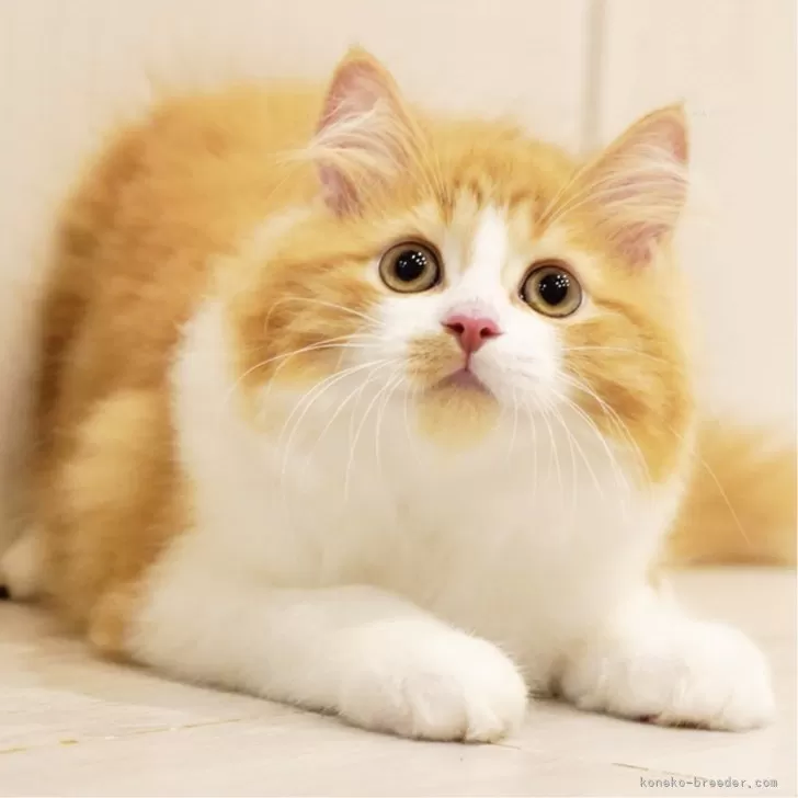 ID:2506-00581の子猫