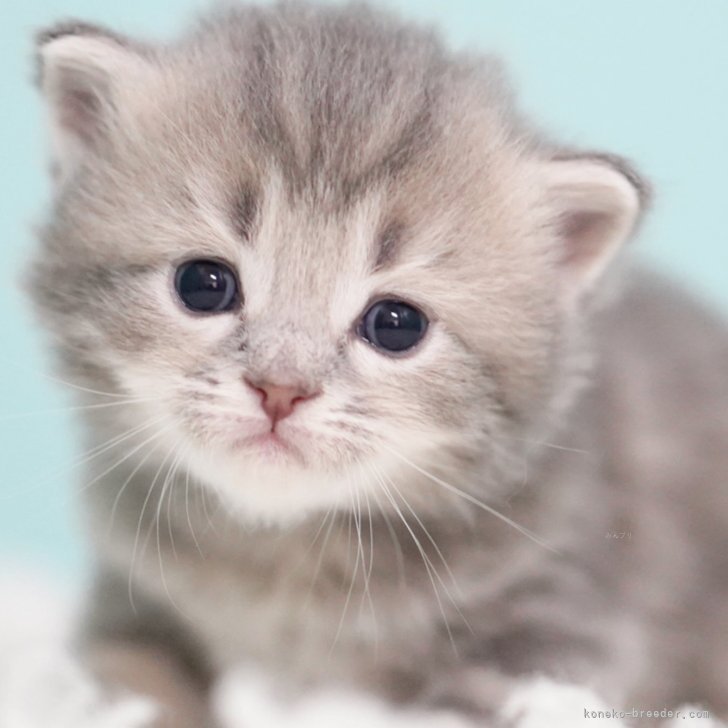 T.W 様のお迎えした子猫