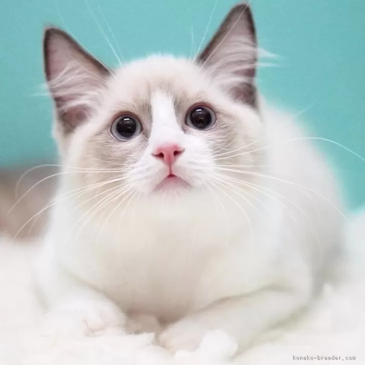 S.T 様のお迎えした子猫