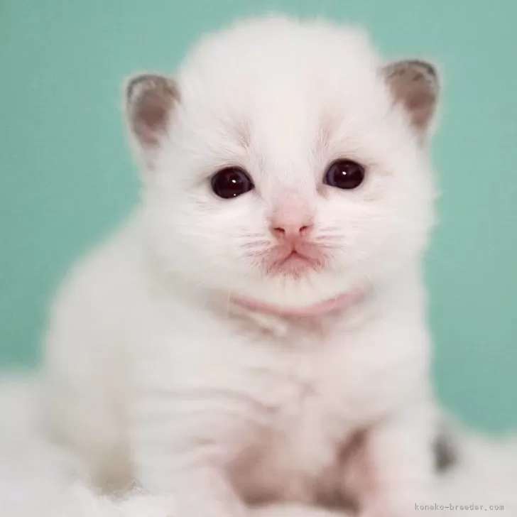 ID：2503-00527の子猫