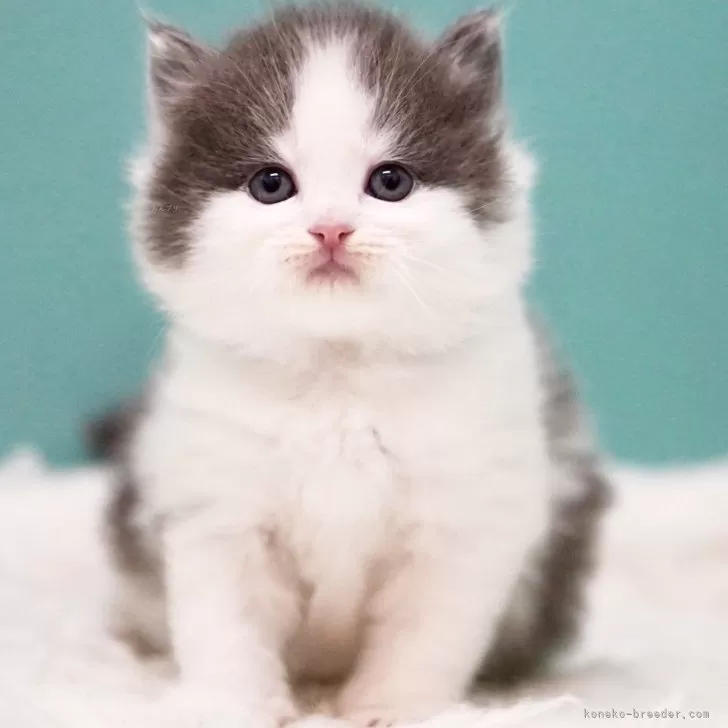 ID:2504-03438の子猫
