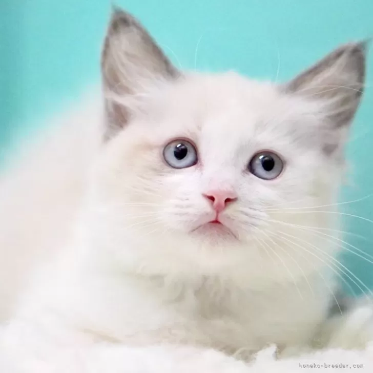 ラグドール【東京都・女の子・2025年9月26日・ブルーポイントバイカラー】の写真1
