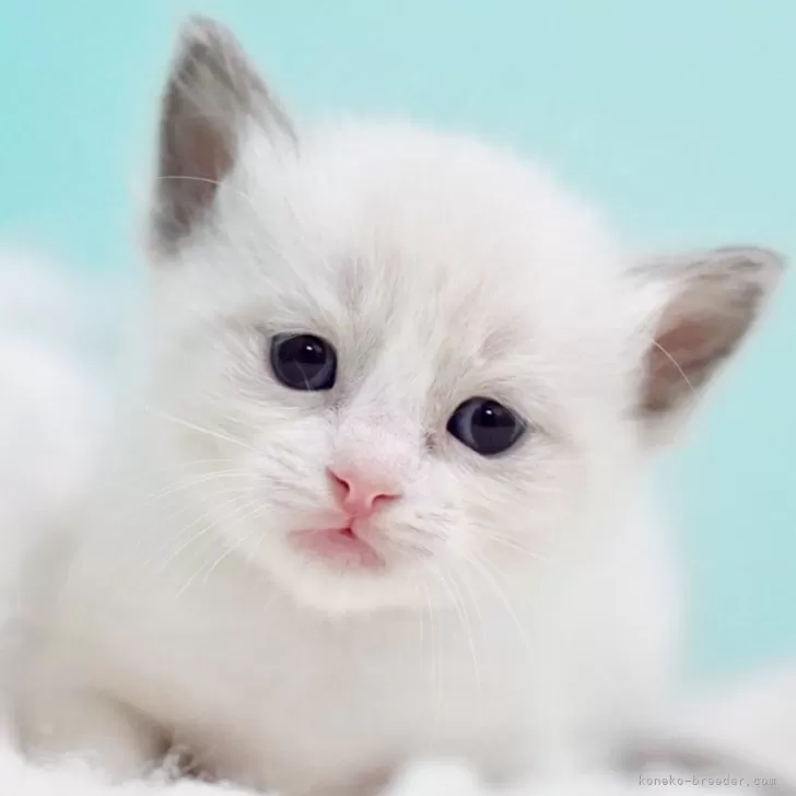 ラグドール【東京都・男の子・2025年10月7日・ブルーポイントバイカラー】の写真1