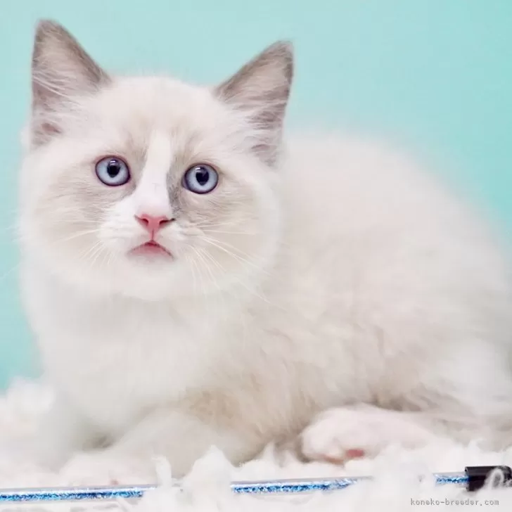 A.N 様のお迎えした子猫