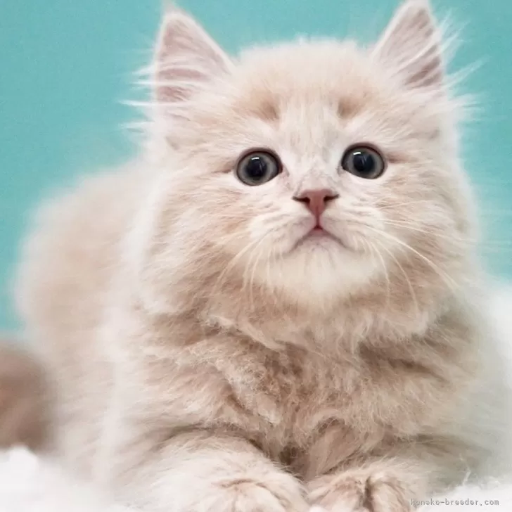 K.H 様のお迎えした子猫