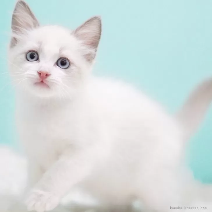 ラグドール【東京都・男の子・2025年9月8日・ブルーポイントバイカラー】の写真1