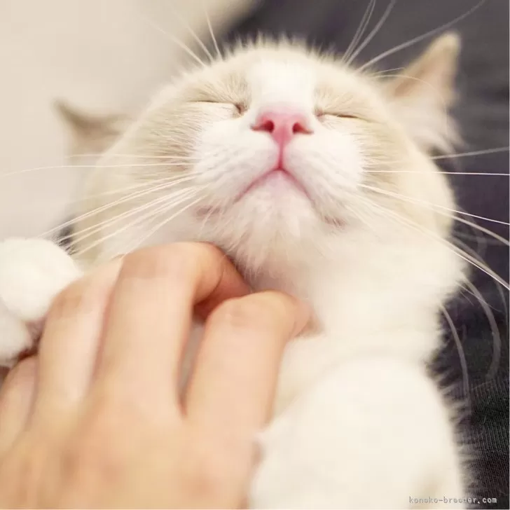 ID：2507-00354の子猫