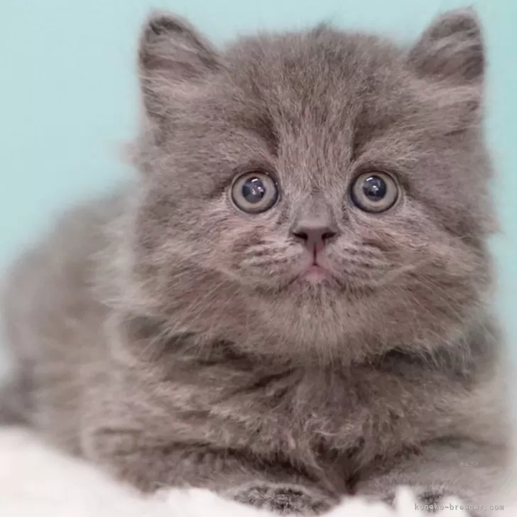Y 様のお迎えした子猫