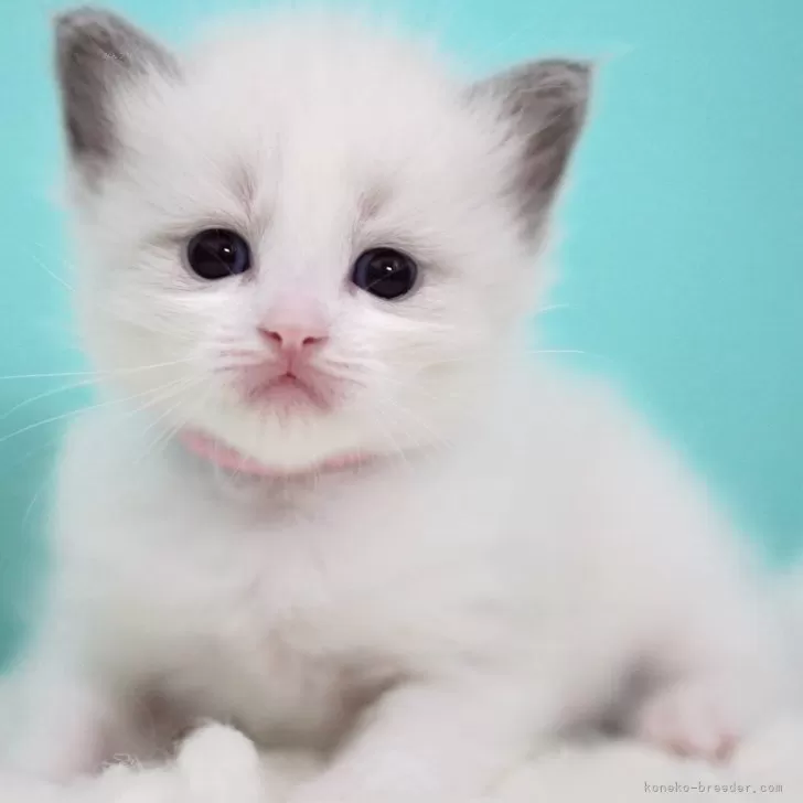 ID:2508-02801の子猫