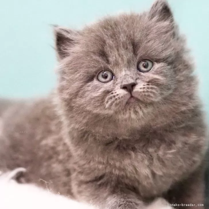 ID:2501-00621の子猫